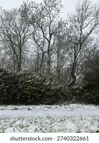 Snow Covered Pathway And Leafless Trees In Winter
