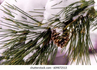 Snow Covered Pine Branch And Pine Cone