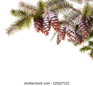 Snow Covered Pine Branch Isolated On White