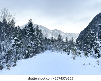 Bosque pinos cubierto nieve