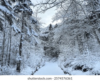 Bosque pinos cubierto nieve