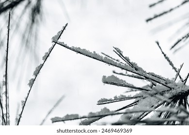 Snow covered Pine Needles Close Up - Powered by Shutterstock