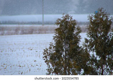 Snow Covered Pine Tree