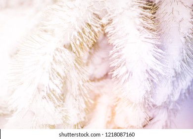 Snow covered pine tree branches close-up with magic sunlight.