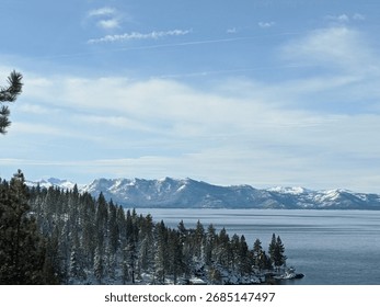 Snow covered Pine tree forest around lake tahoe