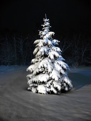 Snow Covered Pine Tree At Night