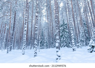 Snow covered pine tree trunks in pine forest. Winter landscape.