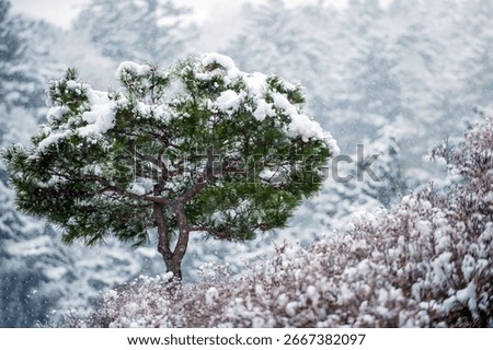 Snow Covered Pine Tree in Winter Mountain Landscape Korea