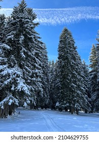 Snow Covered Pine Trees And Blue Sky