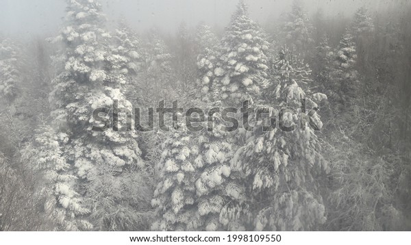 snow covered\
pine trees pulled from cable\
car