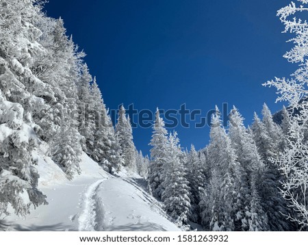 Snow covered pine trees surround you along a narrow winter trail. New Mexico.