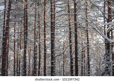 Snow covered pine trees. Winter patterns. Winter in the forest. 