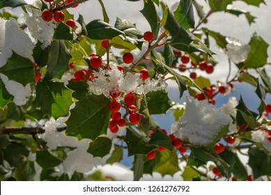 Snow covered Red berries and green holly, Christmas colors. 