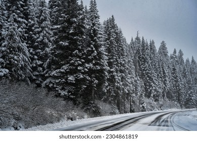 A SNOW COVERED ROAD AND EVERGREEN TREES IN THE SNOQUALMIE PASS AREA IN WASHINGTON STATE