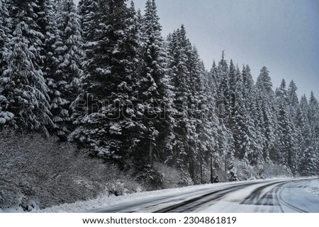 A SNOW COVERED ROAD AND EVERGREEN TREES IN THE SNOQUALMIE PASS AREA IN WASHINGTON STATE