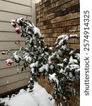 snow covered rose bush during snowstorm.