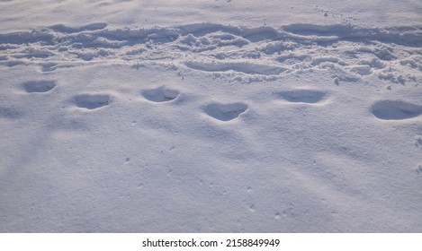 Snow Covered Surface With Lots Of Shoe Prints. Top View Of Human Boots Trace On Snow Ground In Winter. Several Human Foot Prints In Shoes On White Snow.