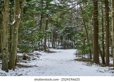 Snow covered trail in a New England woods during winter - Powered by Shutterstock