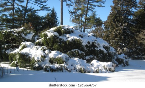 Snow Covered Tree