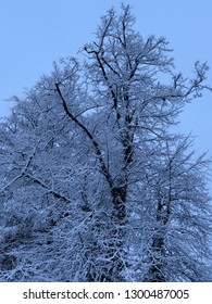 Snow Covered Tree