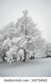Snow Covered Tree