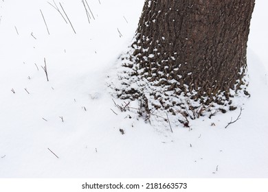 Snow Covered Tree Base In Winter, Pniv, Ukraine