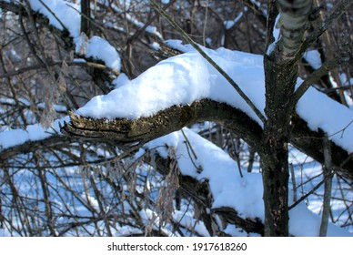 A snow covered tree branch.