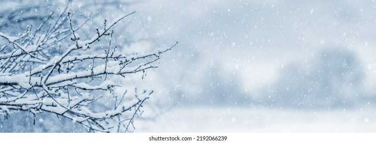 Snow covered tree branches in winter garden during snowfall, copy space - Powered by Shutterstock
