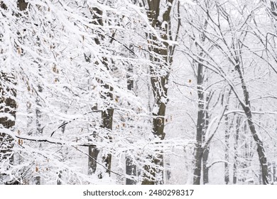 Snow Covered Tree Branches In A Winter Forest
