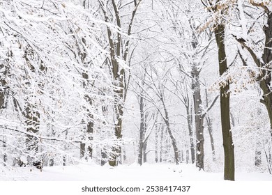 Snow Covered Tree Branches In A Winter Forest - Powered by Shutterstock