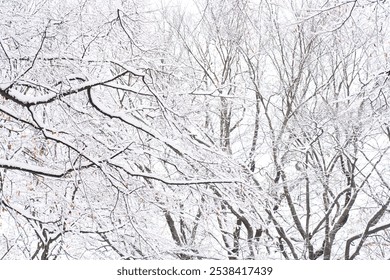 Snow Covered Tree Branches In A Winter Forest - Powered by Shutterstock