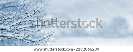 Snow covered tree branches in winter garden during snowfall, copy space