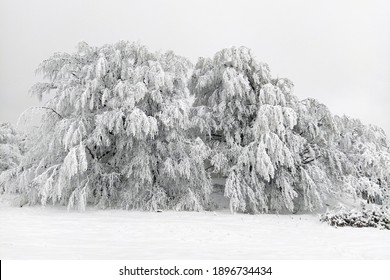 Snow Covered Tree, Heavy Wet Snow On Trees Branches, Deferomed, Snowfall Damage