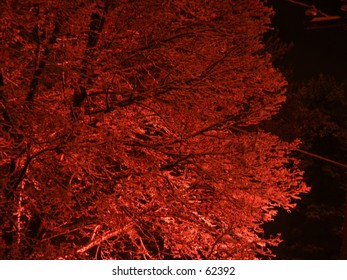 Snow covered tree looking red