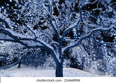 A Snow Covered Tree Outside With Christmas Lights Hanging From The Branches At Night.  Toned In Blue Color. 