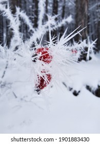 Snow Covered Tree. Red Berries In Snow