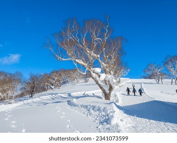 Snow covered tree towering over by ski slope and people wallking up the hill beside it (Niseko, Hokkaido, Japan)