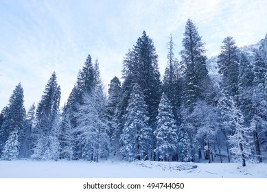 Snow Covered Tree In Yosemite