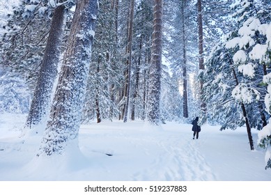 Snow Covered Tree In Yosemite