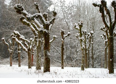 snow covered trees