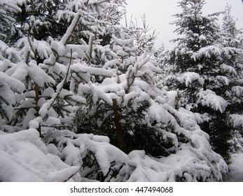 snow covered trees
