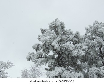 Snow Covered Trees