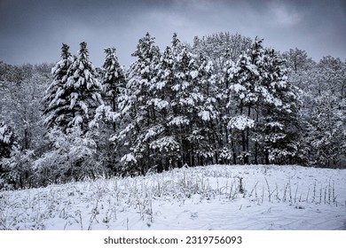 Snow covered trees adjacent to a field with freshly fallen snow