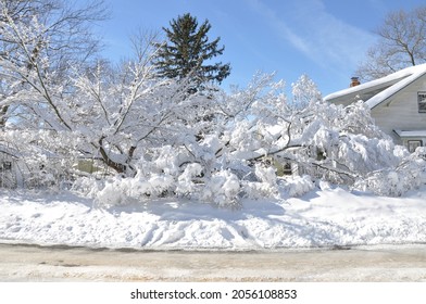 Snow Covered Trees Along Icy Street In Suburban Long Island Neighborhood
