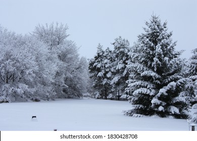 Snow Covered Trees In Backyard