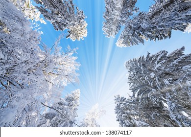 Snow Covered Trees And Blue Sky