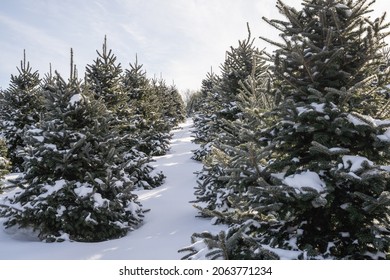 Snow Covered Trees At Christmas Tree Farm.