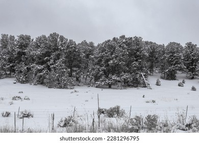 Snow covered trees clustered together in wintery field and overcast sky in rural New Mexico - Powered by Shutterstock