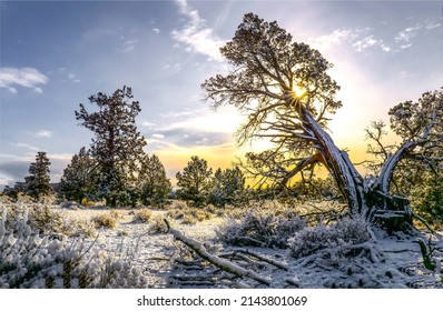 Snow covered trees at dawn. Winter snow nature scene at dawn. Winter sunrise in snow. Beautiful sunrise in winter snow nature. Winter snow at dawn
