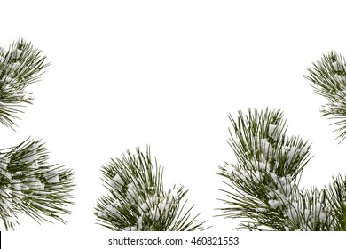  Snow Covered Trees. Fir Branch Isolated On White Background.  Christmas Tree